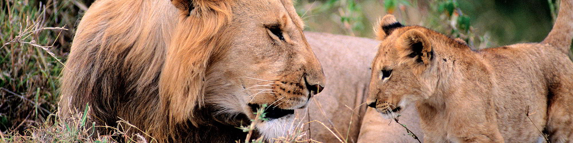 Journeys to Kenya